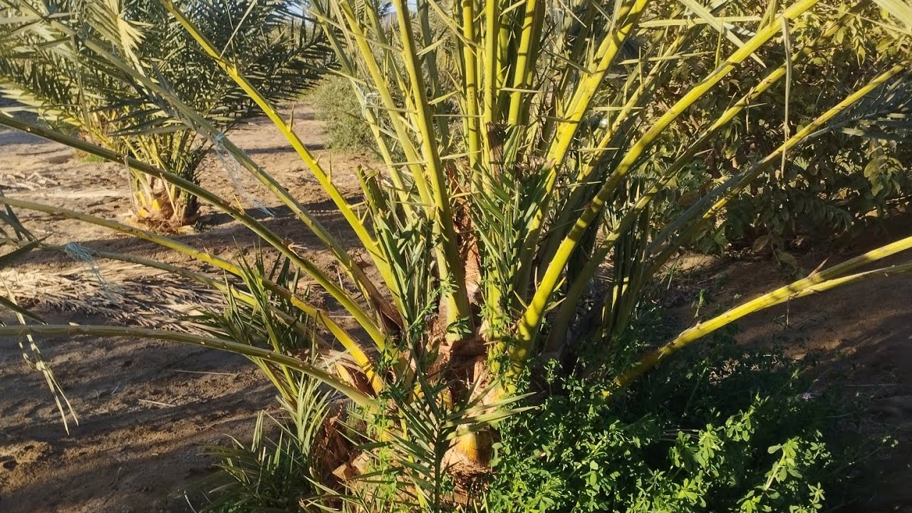 5أفدنه نخل هدية رمضان في الواحات البحريه سعر الفدان في المتناول للاستفسار 01009554654