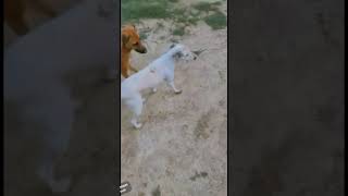 love you too myy sweety miss uh sweety 💗#yt #sultanpur #yt