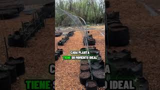 ⚠️ Tu huerto va a fracasar si sigues cometiendo este error