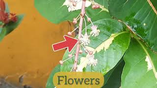 EXPLORING the THERAPUETIC BENEFITS of CROTON (CODIAEUM VARIEGATUM) / Earth's Medicine