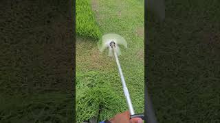Emerald grass trimming with a super-sharp blade. #blade #brushcutter #p.