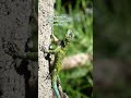 #reptiles #reptile #reptilien #leguan #iguana #nature #wildlife #costarica #tierwelt #natur #jungle