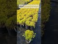 Спірея японська Голдмаунд Spiraea japonica Goldmound Жовта напівокругла компактна з рожевими квітами