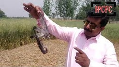 Rat Control || Rodent Control || Pest Control || Insect control || Pest control near me 