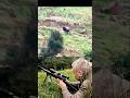 deer hunt so very beautiful shot #wildlife#wildlife #загоннаяохота #deerhunting#animals