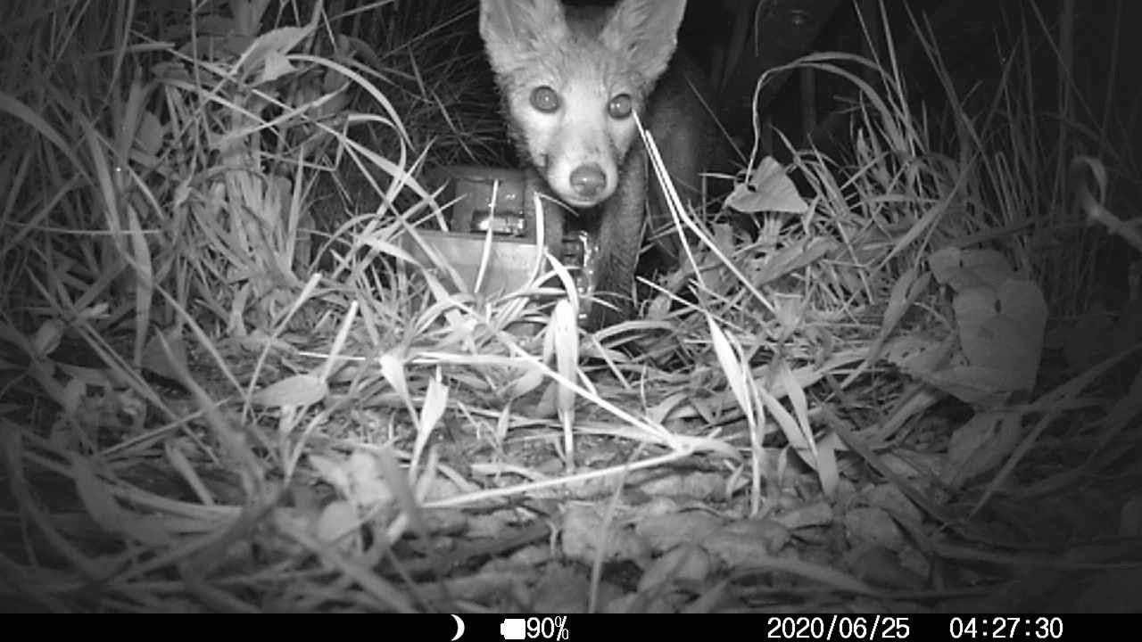 Fox in my garden - 25/06/20 - YouTube
