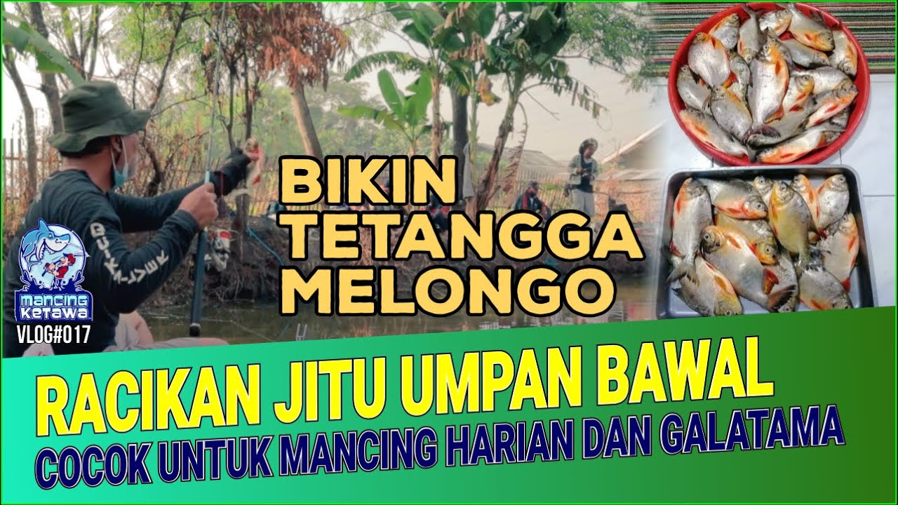 UMPAN JITU BAWAL | Kalo mau nguras empang pake umpan ini | Video Tutorial dan tes langsung di empang
