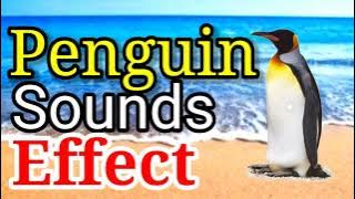 PENGUIN , SOUNDS EFFECT , No Copyright sounds effect .