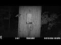 Feeding a Peanut to a Flying Squirrel at the Squirrel Feeder in the Woods