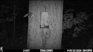 Feeding a Peanut to a Flying Squirrel at the Squirrel Feeder in the Woods