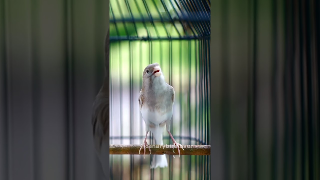 Pancingan kenari ngerol panjang  