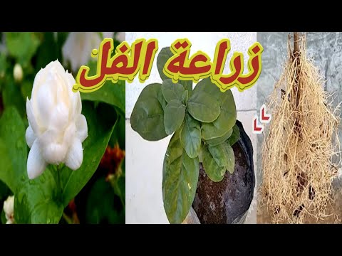 طريقة زراعة نبتة الفل من العقل وكيفية أعتناء