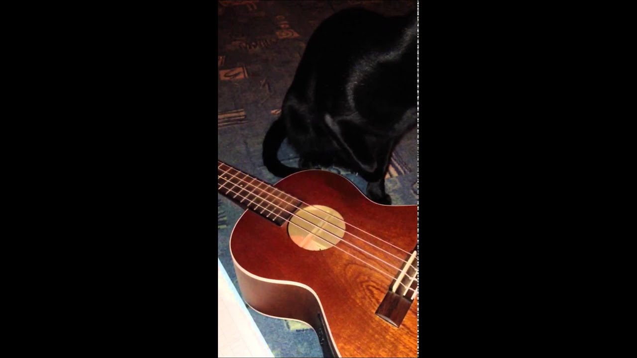 ЧАЧА УКУЛЕЛЕ