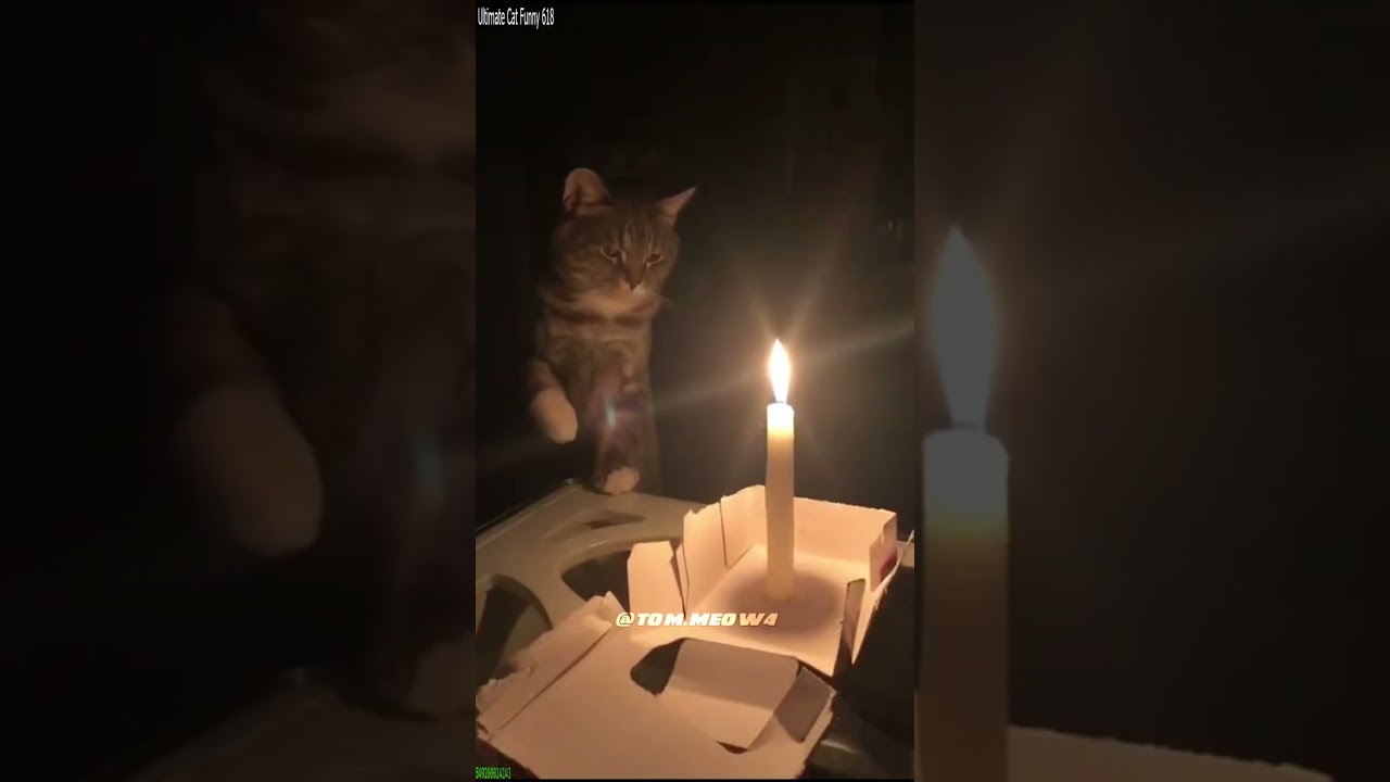 Cute Kittens 🥰 funny cats compilation 😾 # Episode 8387