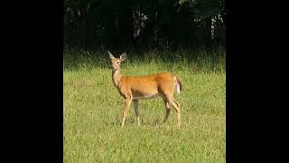 Is culling deer the best way to manage a population in Michel-Chartrand park?