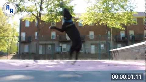 Dog Trying to Jump and Catch Toy, Pup Failing to Catch Toy ~ Animation References