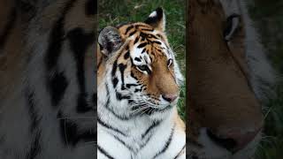 Крупнейшая и совершенная кошка🐱 Как рычит амурский тигр
