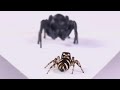 A spider with arachnophobia