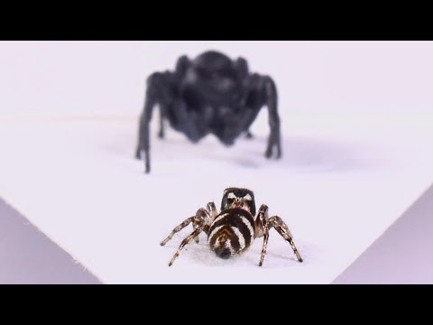 A Spider with Arachnophobia