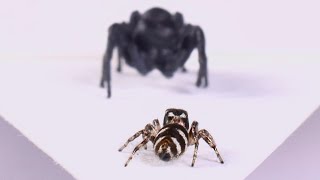 A Spider with Arachnophobia