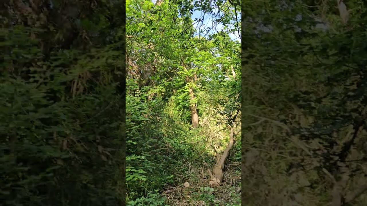 the cross bark,  beauty features lol