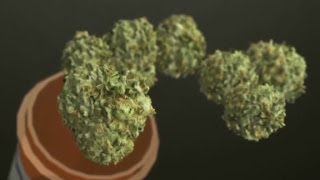 Guess which politicians have tried drugs