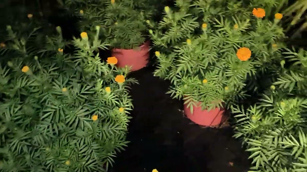 Cách trồng vạn thọ Tết 2024 phần 18 - tưới phân dưỡng nụ lâu tàn cập nhật 10/12 Âm Lịch