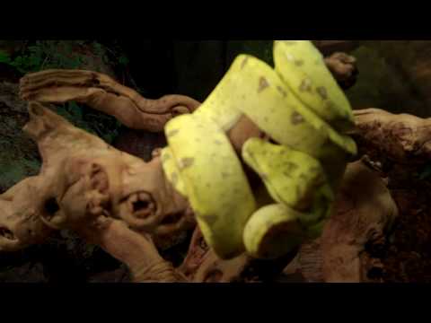 KRAUST AND HIS MERAUKE GREEN TREE PYTHON!