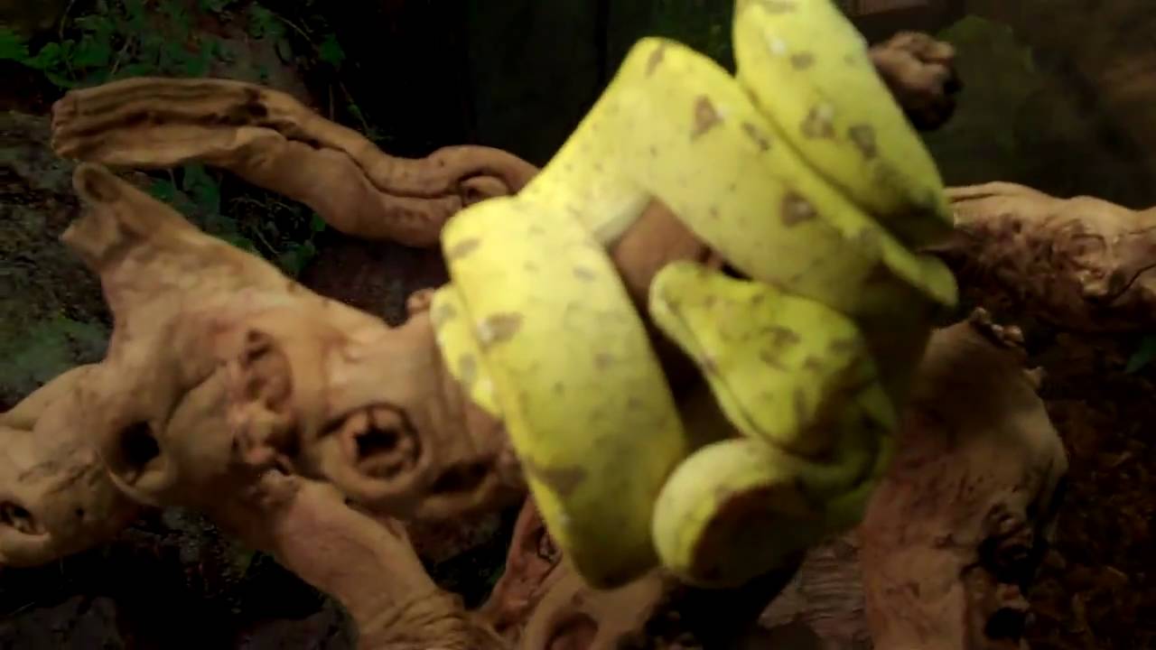 tarantula spider KRAUST AND HIS MERAUKE GREEN TREE PYTHON!