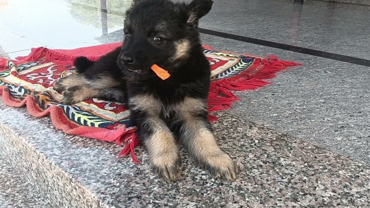 DOUBLE KOAT GERMAN shepherd Little puppy 