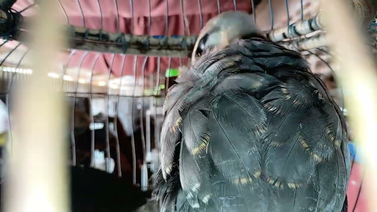  Young Female falcon, #birds #pet #animals #Beautifulbird #animalshome#homepets​#falcon.​