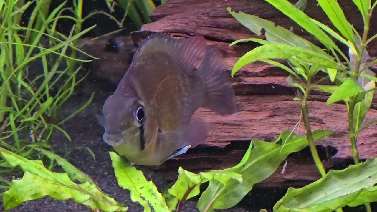 Biotodoma Cupido Santarem 