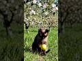 Apple dropping from the tree on the top of the cat's head
