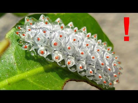 This is the STRANGEST Caterpillar You&rsquo;ve Ever Seen!