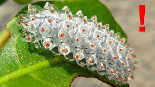 This is the STRANGEST Caterpillar You've Ever Seen!