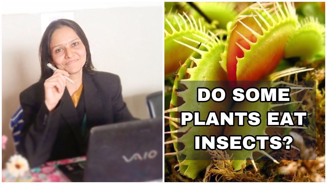 Do some plants eat insects? YouTube