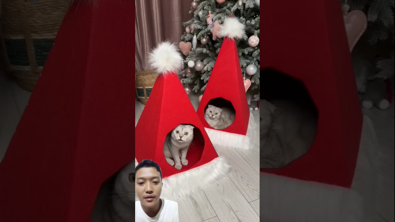 Santa hat for cat house 