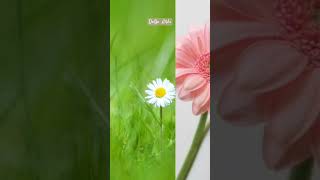 Seni Sevmek Ne Güzel Resimi