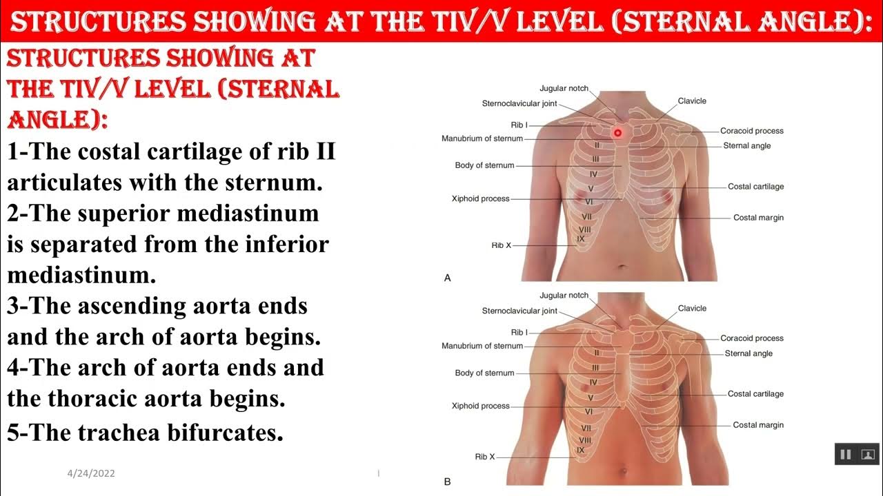 HOW TO COUNT THE RIBS YouTube