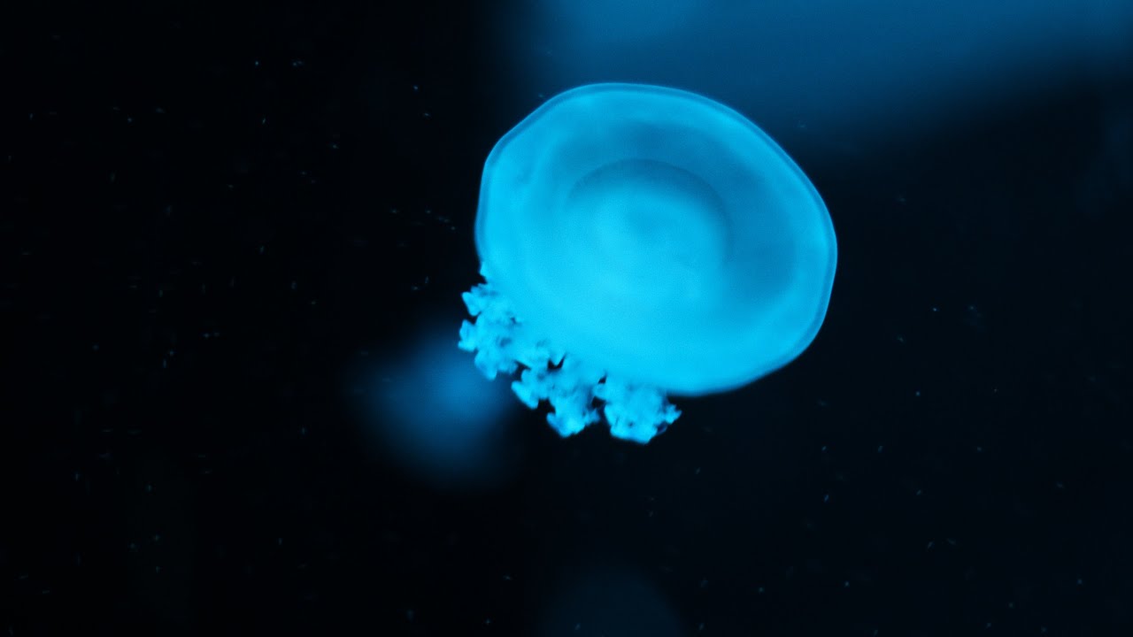 Deep into the ripples (Aquarium) - A Cinematic Video Log [4K]