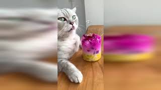 【面白い猫】怒った猫はとてもかわいいです!!!🤣おかしな🤣猫と犬🥰笑わないようにしてください🥰面白いペットの愛の動物 #20211001