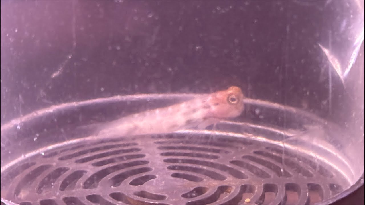 水槽商談会あと2日！笑顔がキュートなスマイリーブレニー大量入荷！