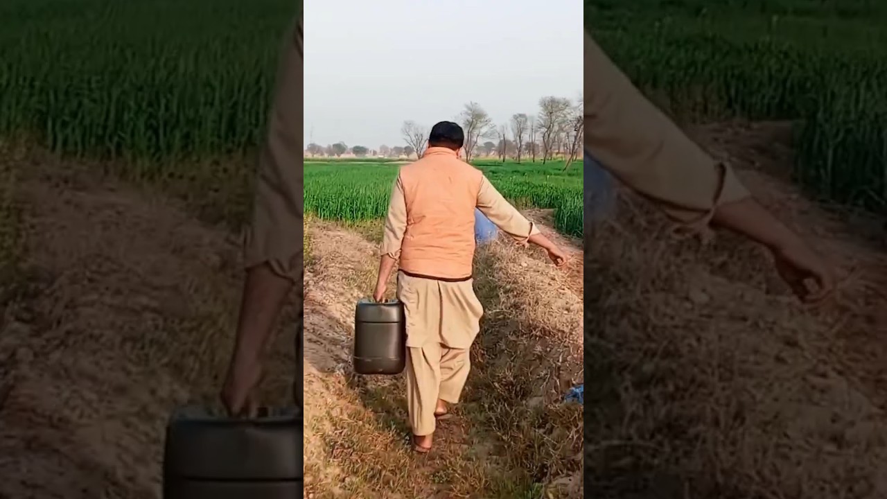 Potassium flood in wheat field