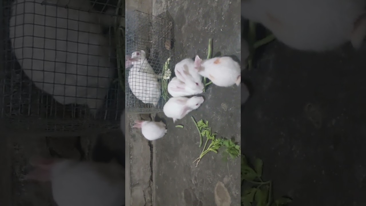 #cute #shortsviral #trending #youtuberabbit #@MASH-h5l