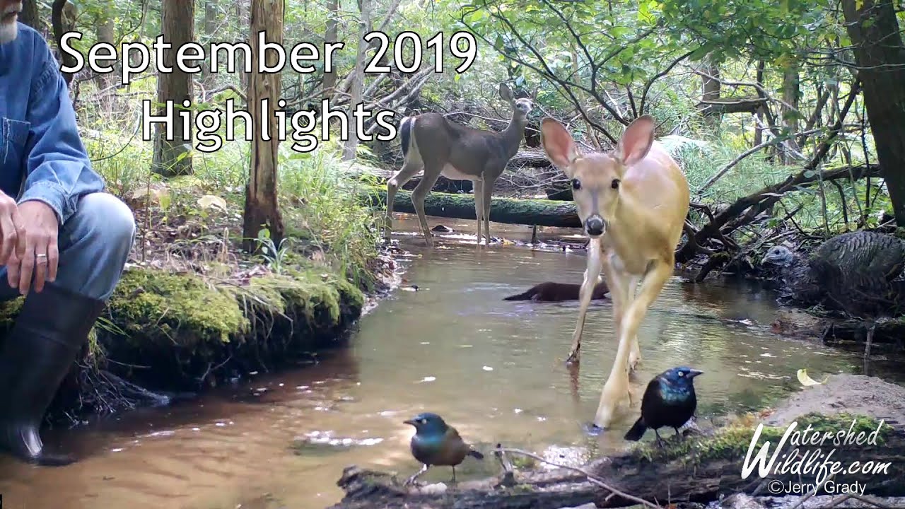 michigan wildlife center Trail Camera Highlights For September