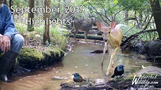 Trail Camera Highlights For September