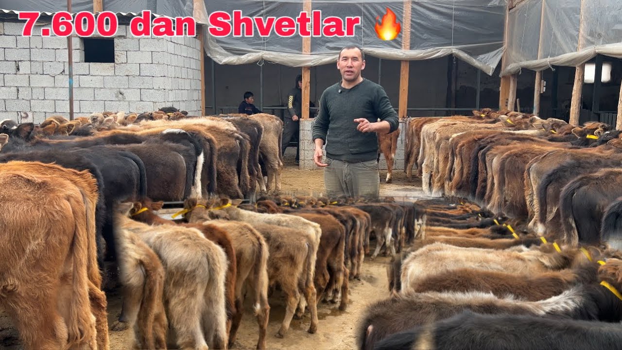 SHVET 💥 G'UNOJINLAR + BUQALAR 🥇 ~ ARZONCHI SARDOR AKADAN ✅
