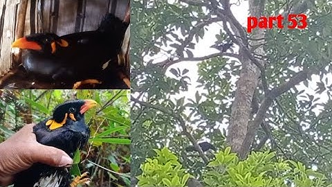 mikat burung beo di pagi hari poin burung tua joss