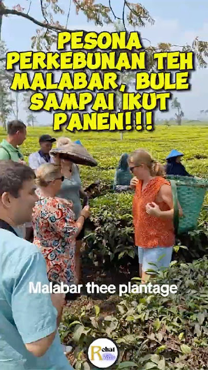 Pesona Perkebunan Teh Malabar, Bule Sampai Ikut Panen!!!  #reaksibule #shortsvideo #videoviral