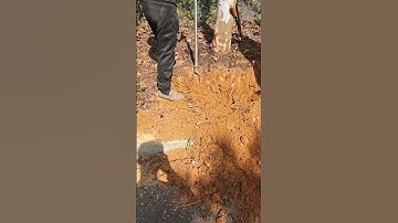 Transplanting large trees - the process of manual excavation